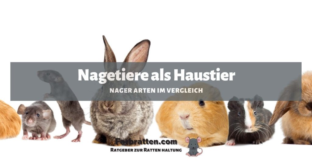 Nagetier Haustier Liste - FB 2