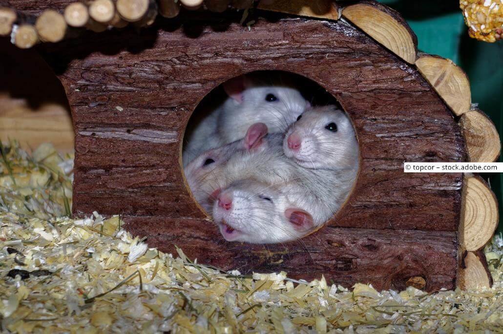 Rattennamen weiblich Rattennamen weiblich