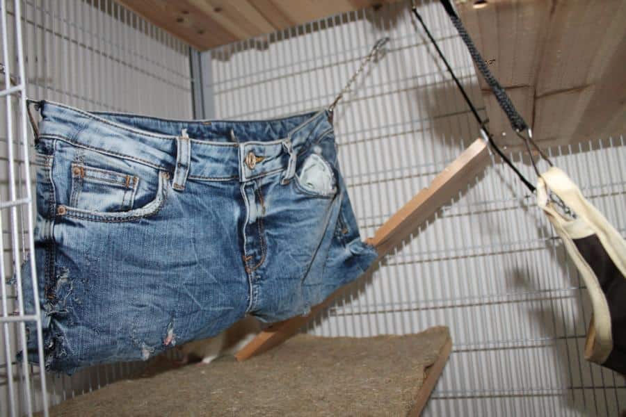 Jeans Hotpants für Rattenkäfig