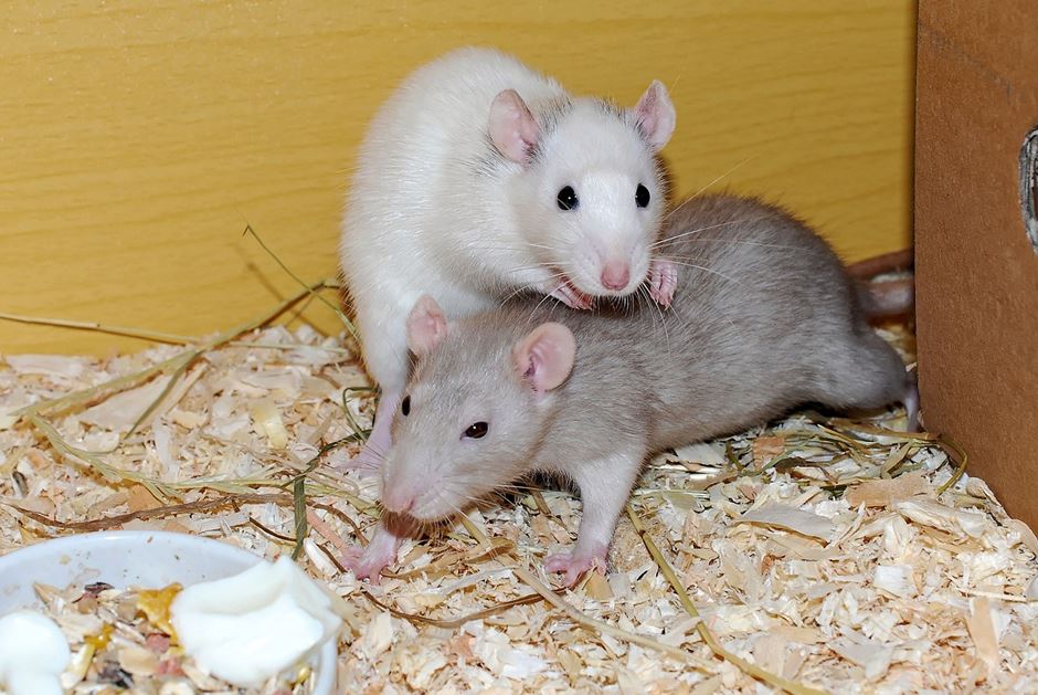 graue und weiße Ratte graue und weiße Ratte