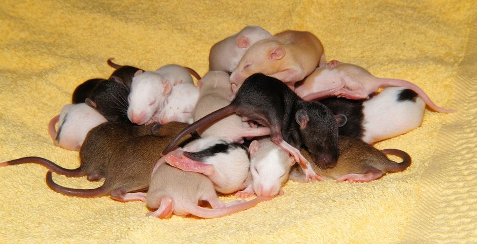 Rattenwurf Rattenbabys Rattenwurf Rattenbabys