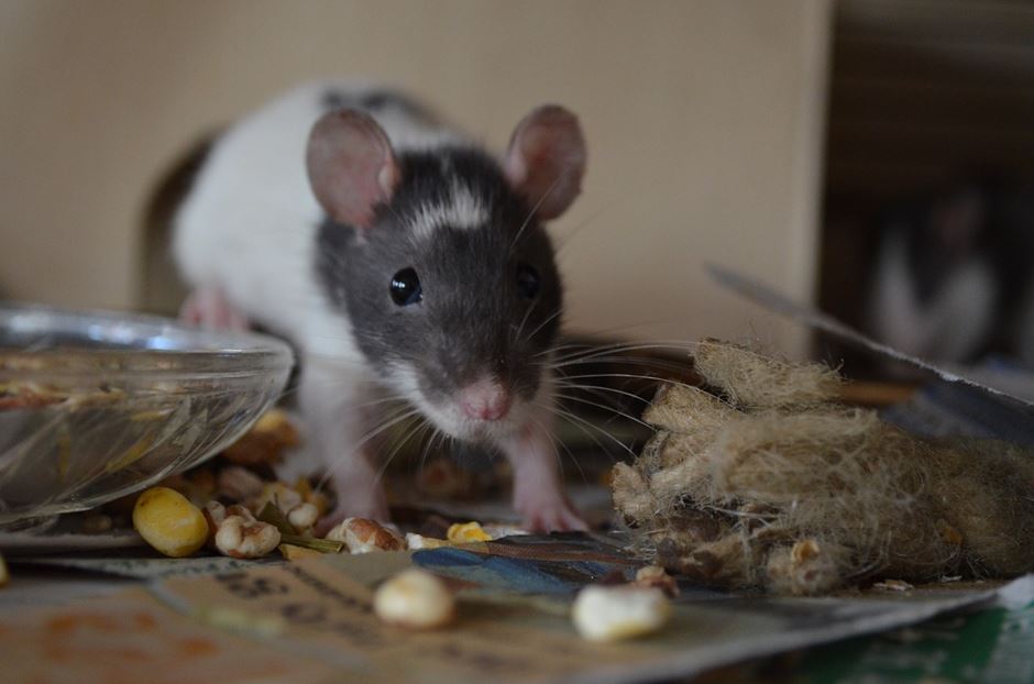 Junge Ratte mit Futter Junge Ratte mit Futter
