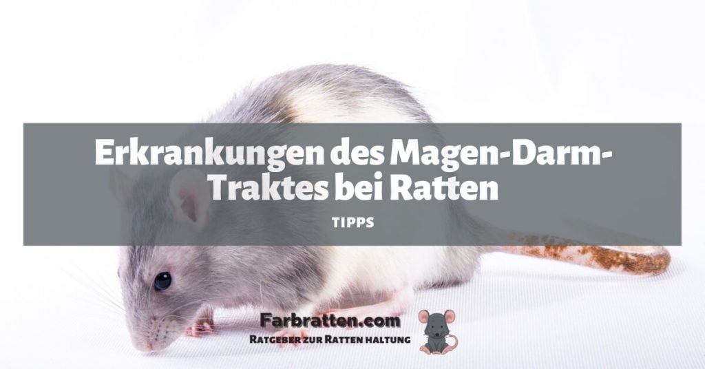 Ratten Magen Darm Erkrankung - FB 2