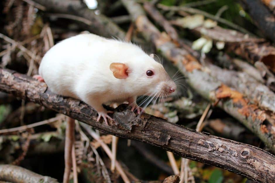 weiße Albino Ratte weiße Albino Ratte