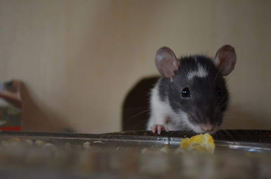 Warum Ratten Bissig Werden Was Du Dagegen Tun Kannst