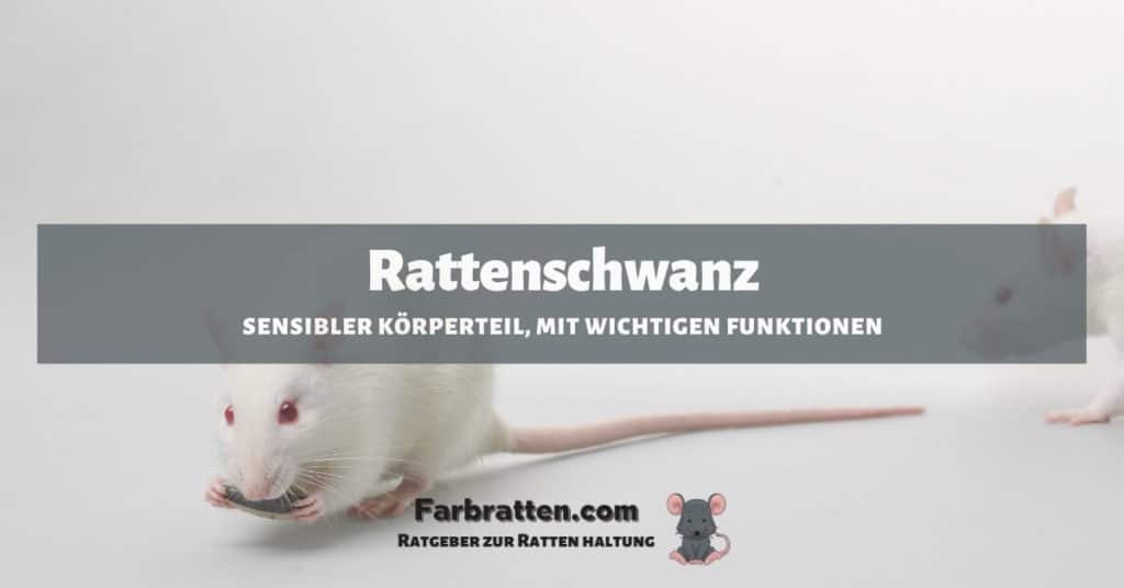 Rattenschwanz - FB 2