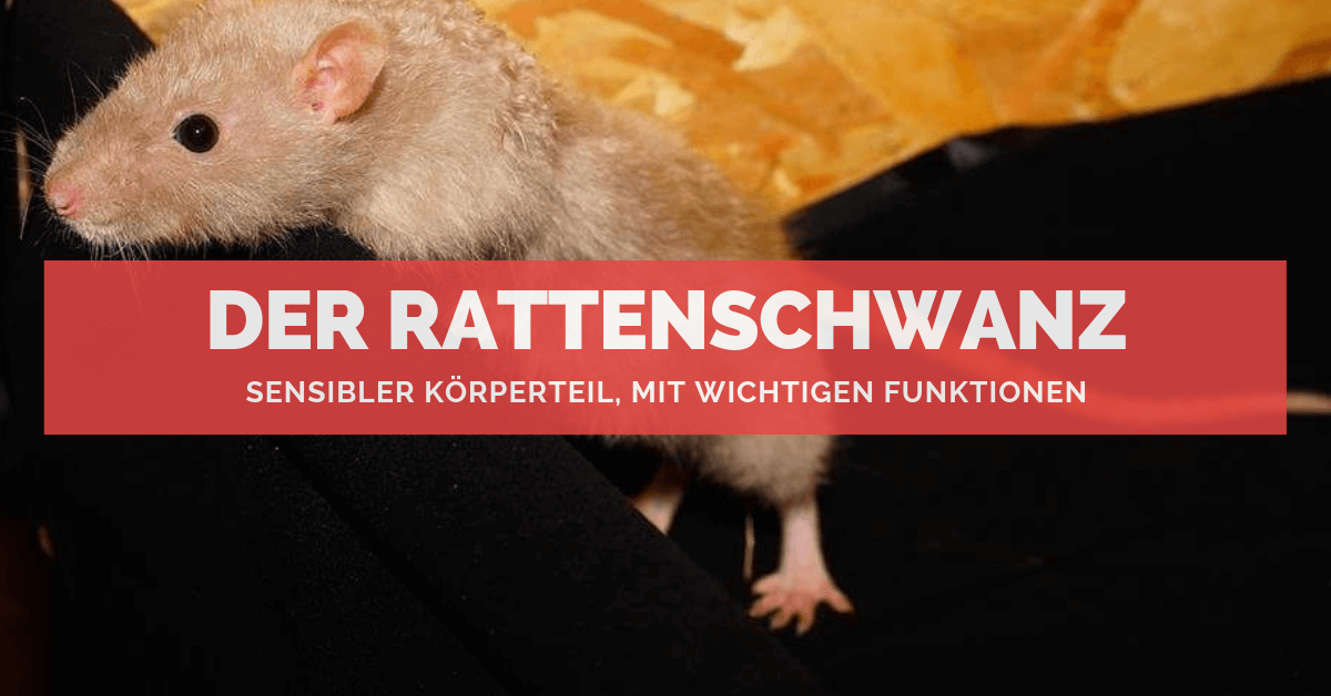 Rattenschwanz ᐅ Sensibler Körperteil, mit wichtigen Funktionen
