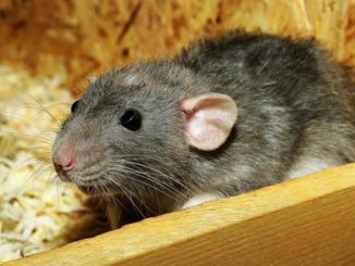 Ratten Eltern überzeugen