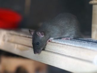 Ratten Freilauf