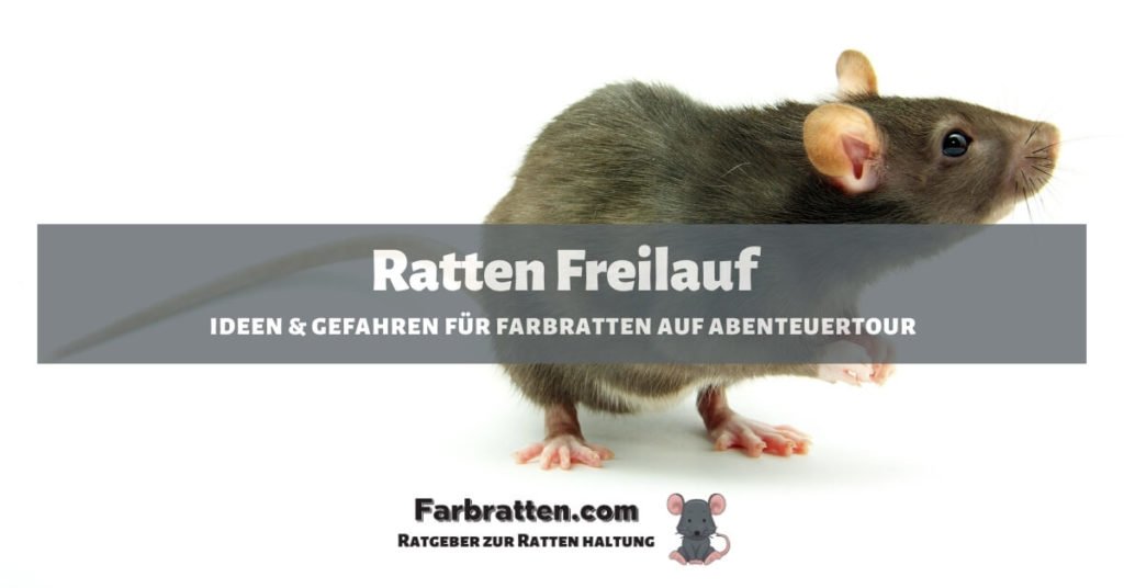 Ratten Freilauf - FB 2