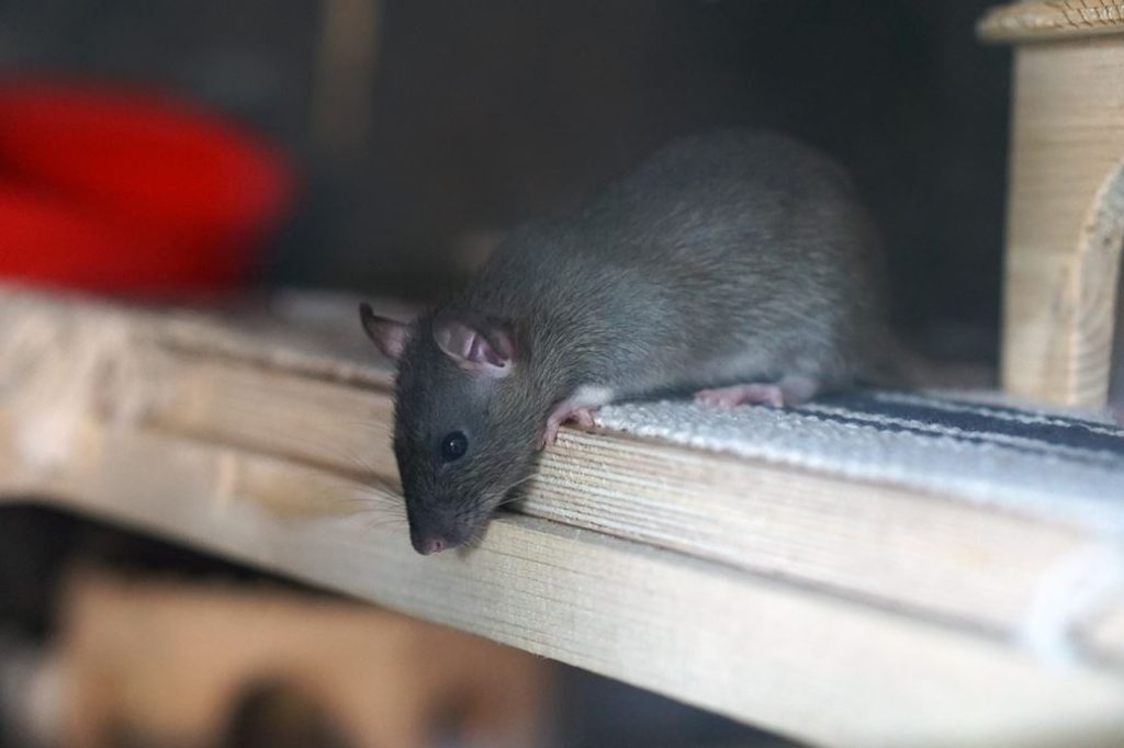 ratte-erste-hilfe