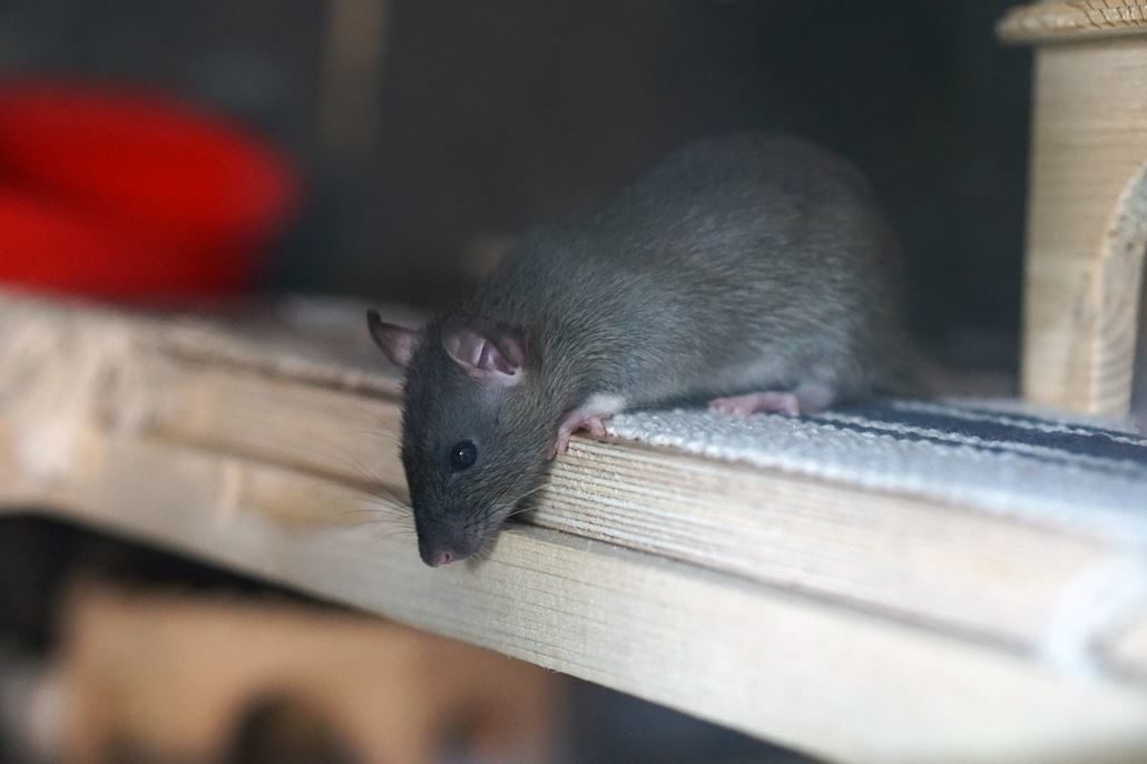 ratte-erste-hilfe ratte-erste-hilfe