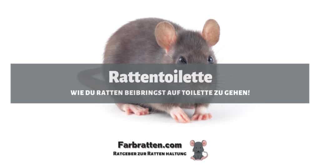 Rattentoilette - FB 2
