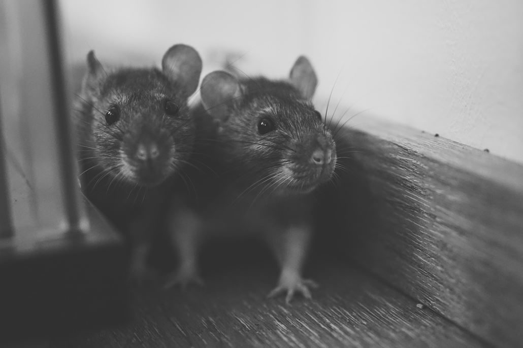 zwei-suesse-ratten-schwarz-weiss zwei-suesse-ratten-schwarz-weiss