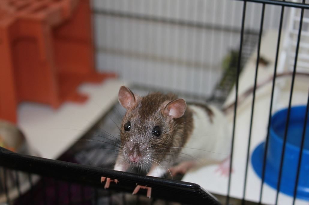 kaefigzubehoer-ratten kaefigzubehoer-ratten