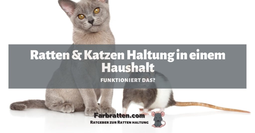Farbratte Katze Haltung - FB 2
