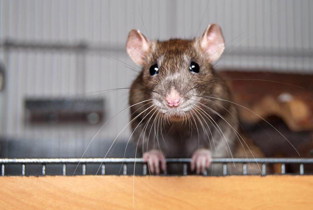 Nagervoliere Ratten Nagervoliere Ratten