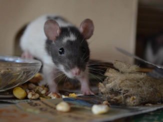 Ratten Futter selber mischen
