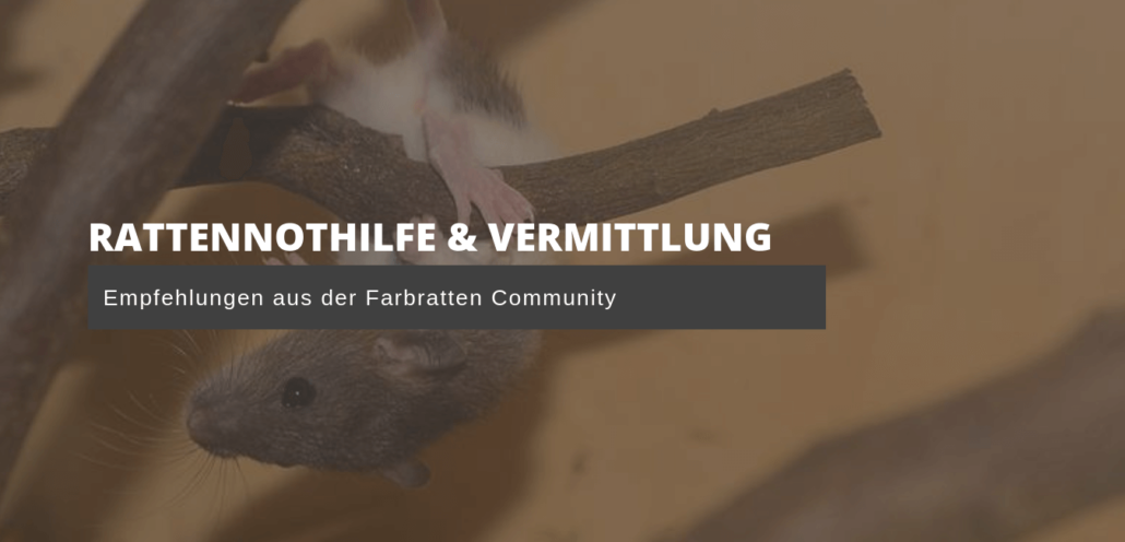 Rattennothilfe & Vermittlung Rattennothilfe & Vermittlung