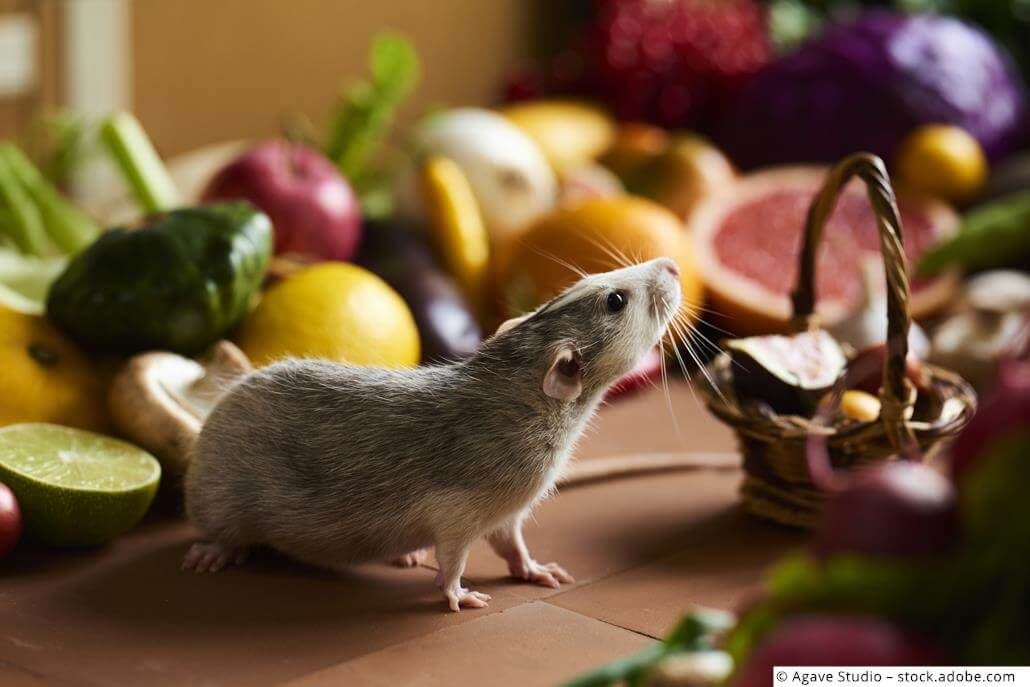 Ratten Ernährung Ratten Ernährung
