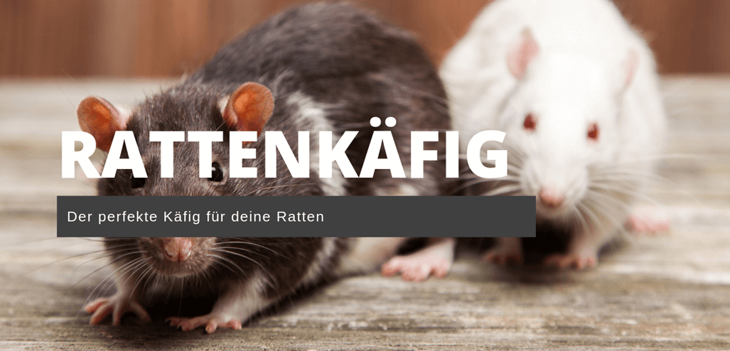 perfekter Rattenkäfig perfekter Rattenkäfig