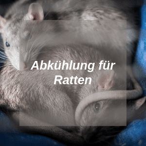 Abkühlung für Ratten