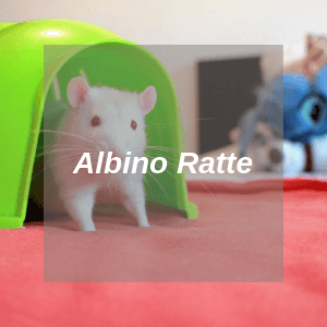 Albino Ratten