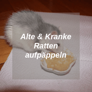 Alte und Kranke Ratten aufpäppeln