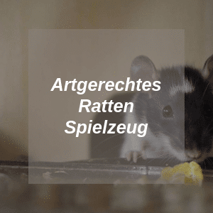 Artgerechtes Ratten Spielzeug
