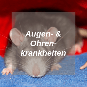 Augen und Ohren Krankheiten