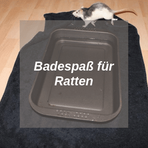 Ratten baden