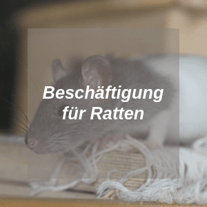 Beschäftigung für Ratten