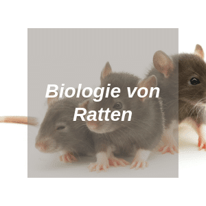 Biologie von Ratten