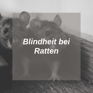 Blindheit bei Ratten