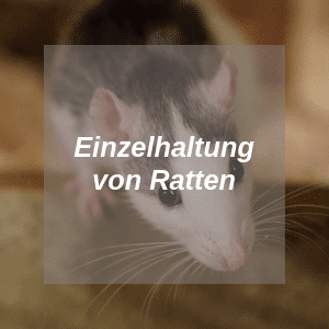 Einzelhaltung Ratten