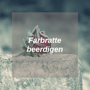 Farbratte beerdigen