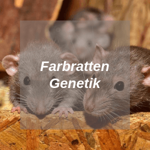 Farbratten Genetik