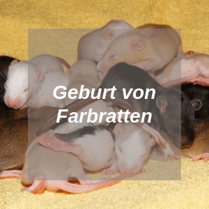 Geburt von Farbratten