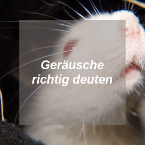 Ratten Geräusche
