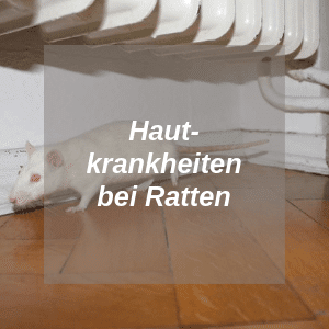 Hautkrankheiten bei Ratten