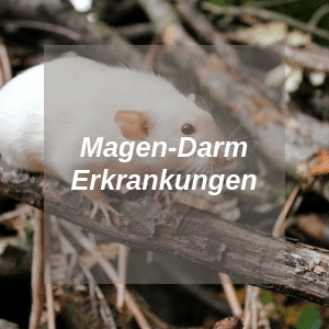 Magen Darm Erkrankungen