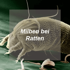 Milben bei Ratten