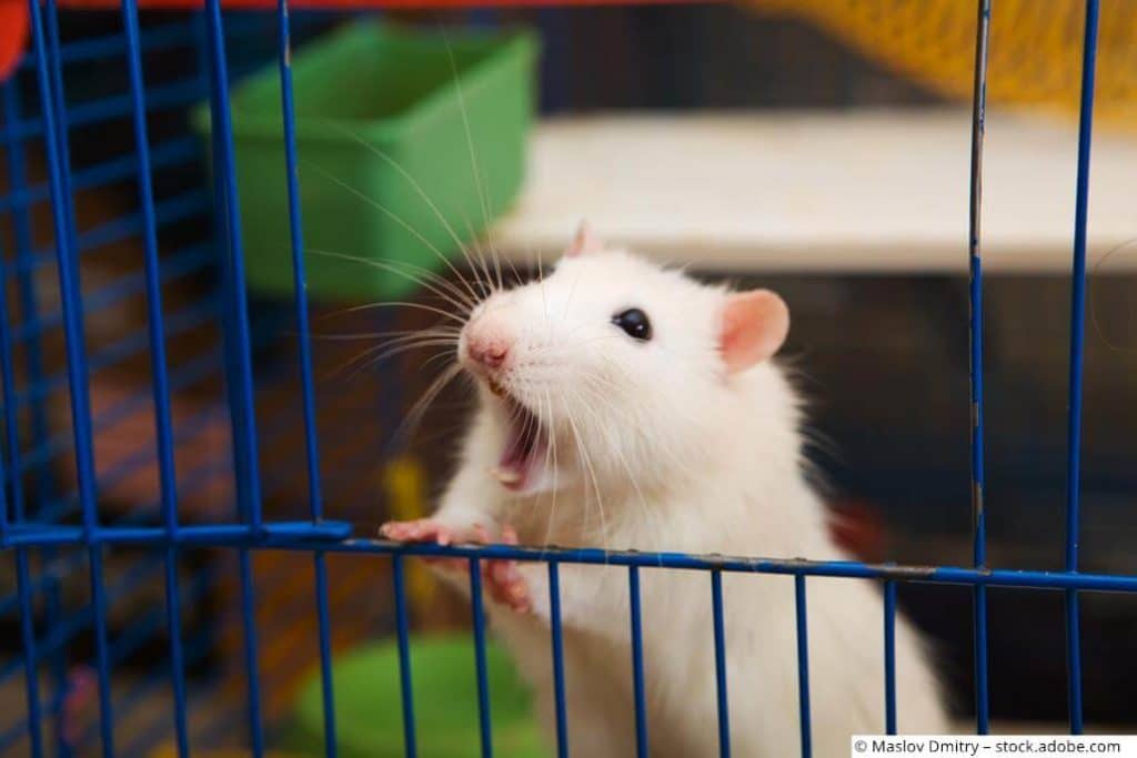 Verhalten & Körpersprache bei Ratten ᐅ Was Du wissen musst!