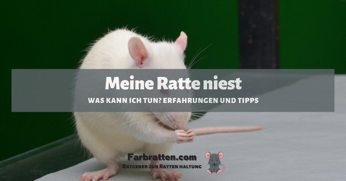 Ratte niest - FB 2