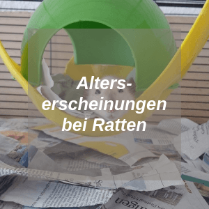 Ratten Alterserscheinungen