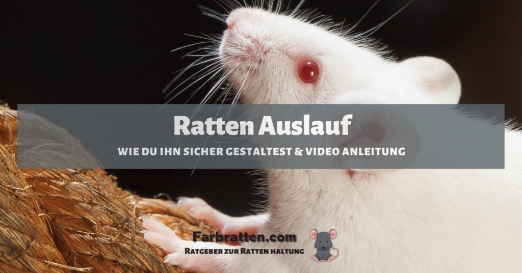 Ratten Auslauf - FB 2