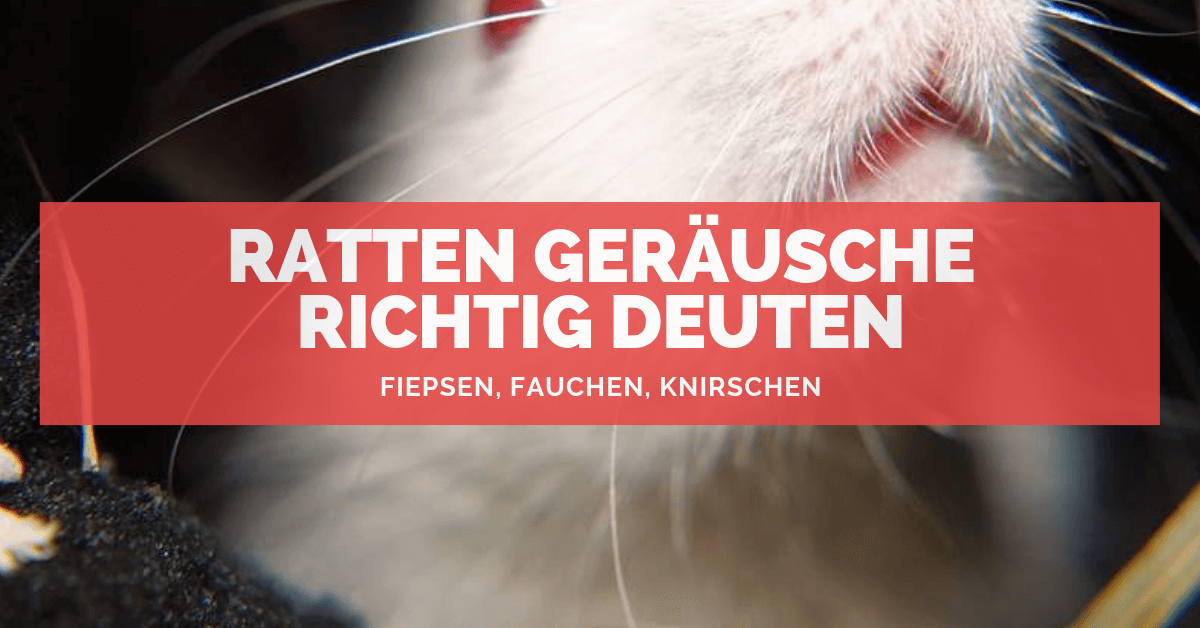 Ratten Geräusche richtig deuten ᐅ Fiepsen, Fauchen, Knirschen