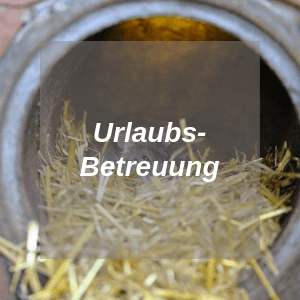 Ratten Urlaubsbetreuung