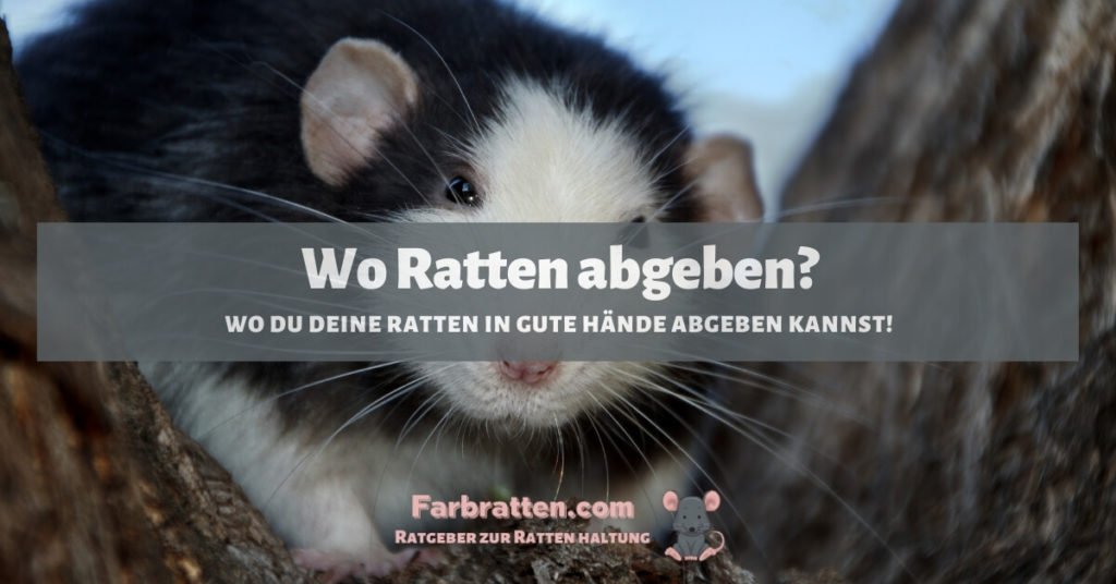 Ratten abgeben - FB 2