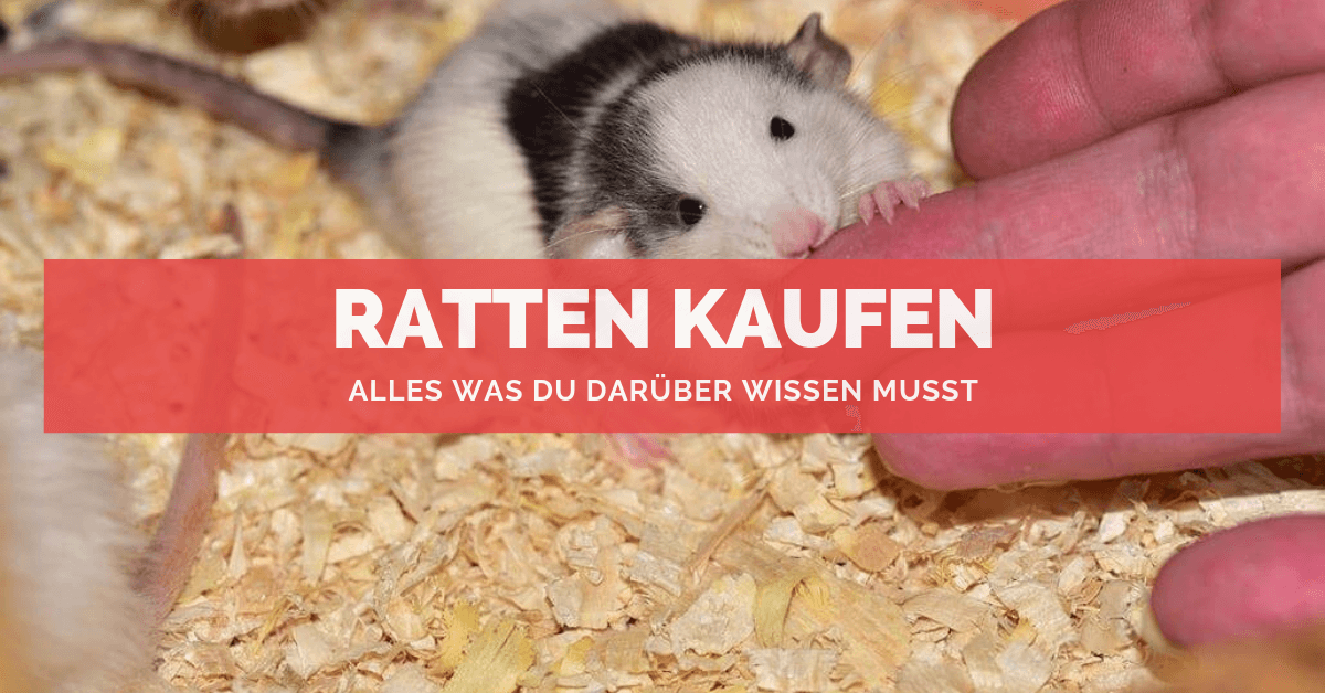 Farbratten Kaufen Farbratten Kaufen